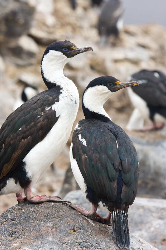 Antarctic Shags